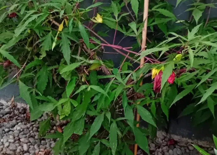 Thea 100m2 For 5 Guests In Rose Apartmán